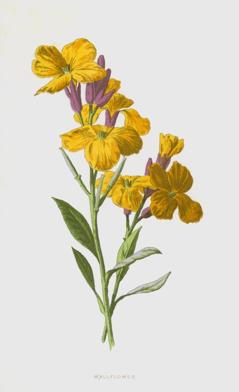 Väggblomma (chromolitho) av Frederick Edward Hulme