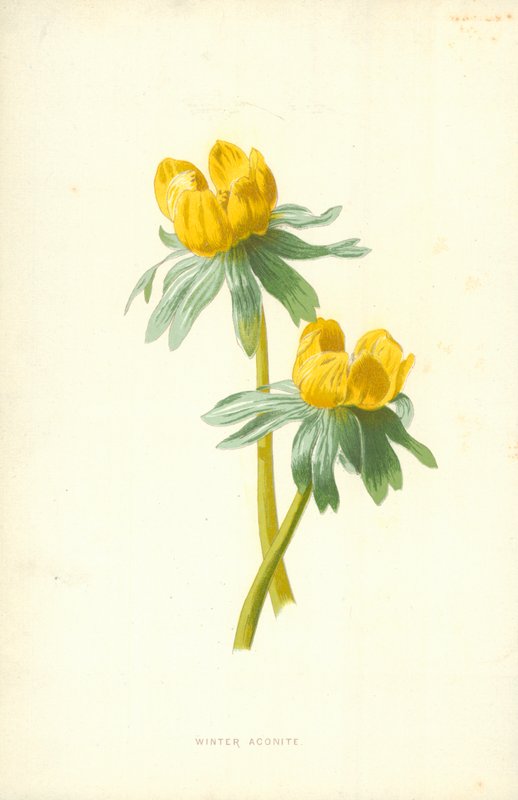 Vinterakonit av Frederick Edward Hulme