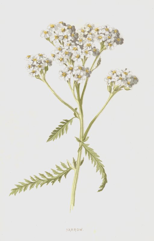 Yarrow (chromolitho) av Frederick Edward Hulme