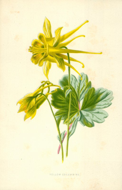 Gul akleja av Frederick Edward Hulme
