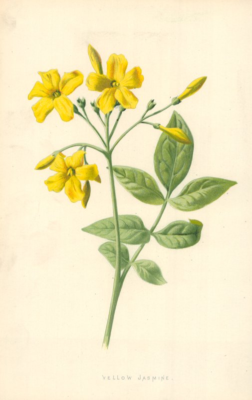Gul jasmin av Frederick Edward Hulme
