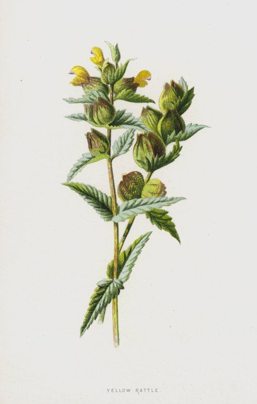 Gul skallra (chromolitho) av Frederick Edward Hulme
