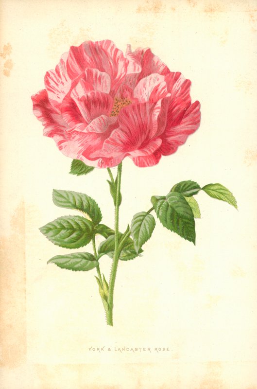York och Lancaster Rose av Frederick Edward Hulme