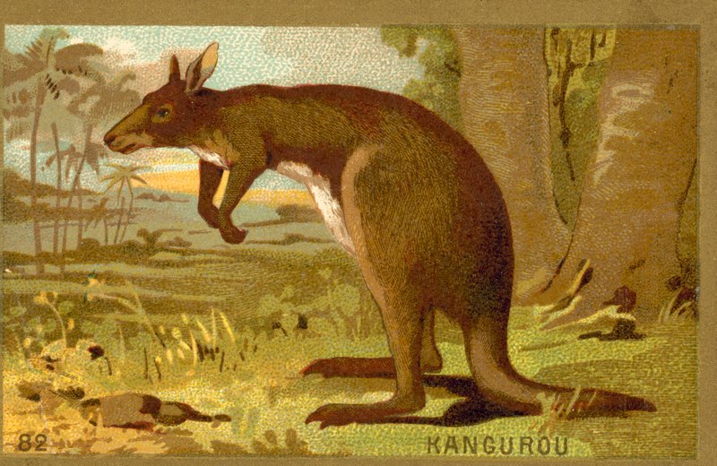 Känguru av French School