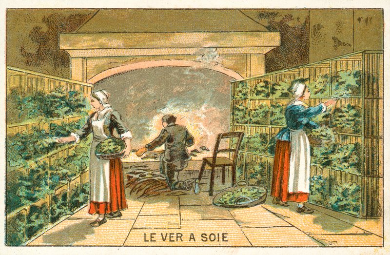 Uppfödning av silkesmaskar av French School