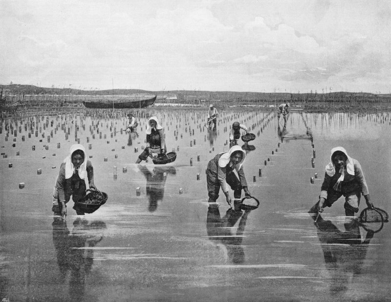 Arcachon - Oyster Parqueuses (s/v foto) av French Photographer