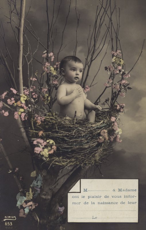 Bebis i ett bo av French Photographer