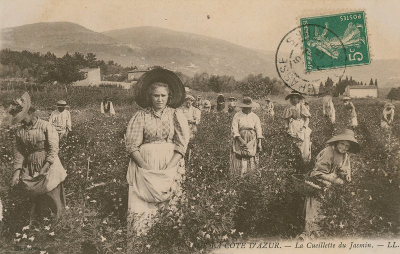 Cote dAzur, plockar jasmin. Vykort skickat 1913. av French Photographer