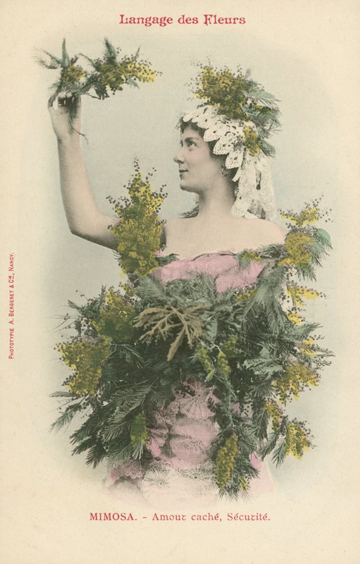 Language of Flowers, Mimosa (färgfoto) av French Photographer