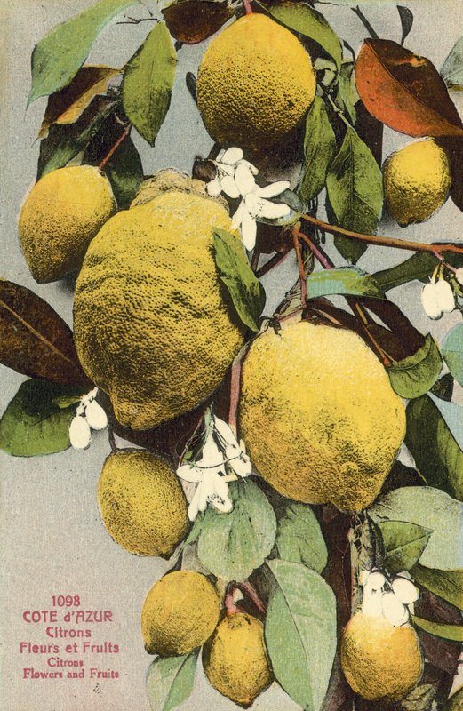 Citroner och citronblommor (färgfoto) av French Photographer