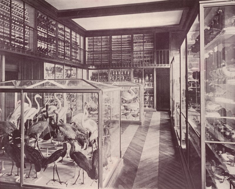 Paris: Fågelgalleriet, Naturhistoriska museet (s/v foto) av French Photographer