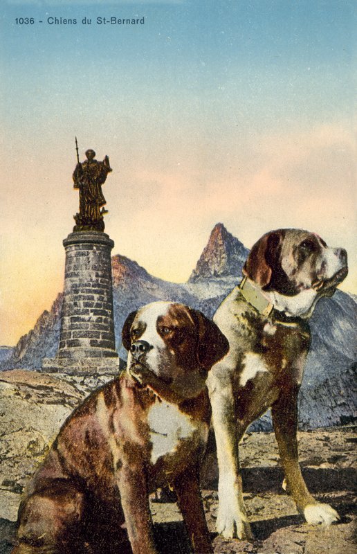 St Bernard hundar av French Photographer