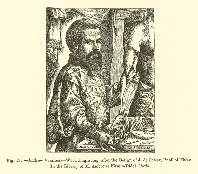 Andrew Vesalius (gravyr) av French School