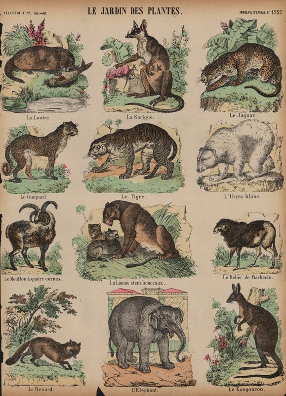 Djur på Jardin des Plantes, Paris, Frankrike (färgad gravyr) av French School