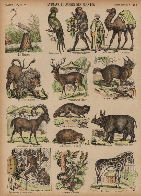 Djur i Jardin des Plantes, Paris, Frankrike (färgad gravyr) av French School
