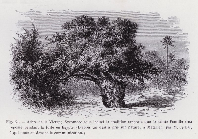 Jungfruns träd; Sycamore under vilken traditionen rapporterar att den heliga familjen vilade under flykten till Egypten, Från en teckning tagen från naturen, vid Matarieh, av M. de Bar, till vilken vi är skyldiga meddelandet (gravyr) av French School