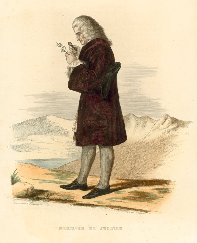 Bernard de Jussieu (färgad gravyr) av French School