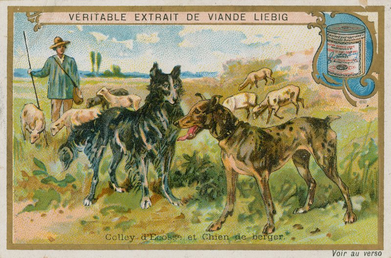 Border collie och fårhund av French School
