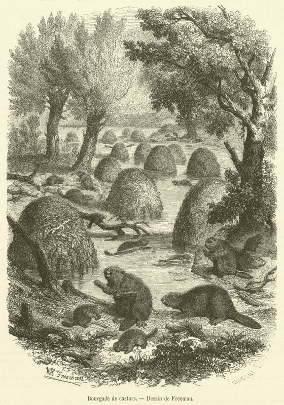 By av bävrar (gravyr) av French School