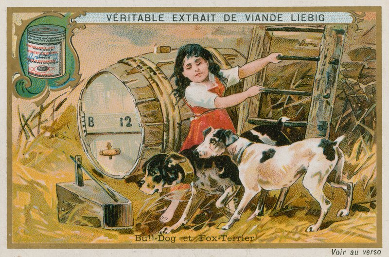 Bulldog och Fox Terrier av French School