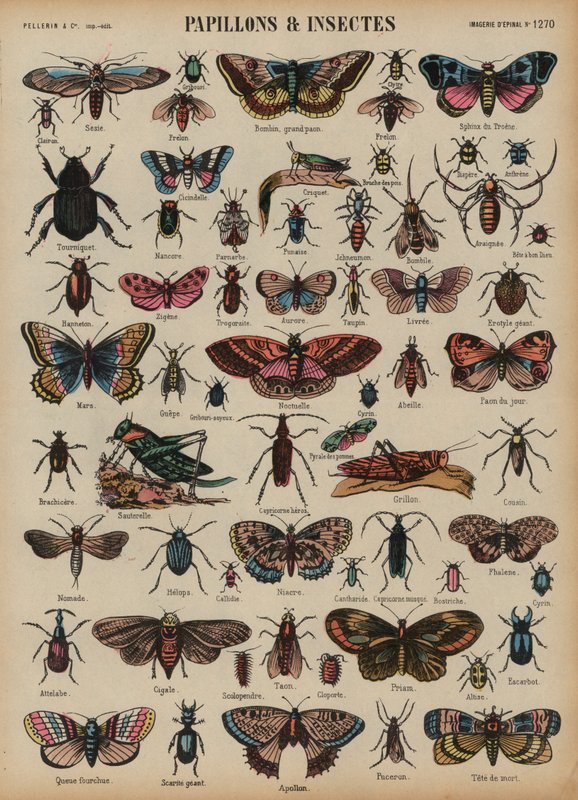 Fjärilar och andra insekter (färgad gravyr) av French School