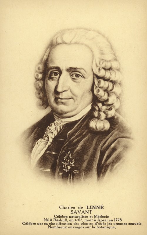 Carl von Linné (1707-1778), svensk botanist och zoolog (litografi) av French School