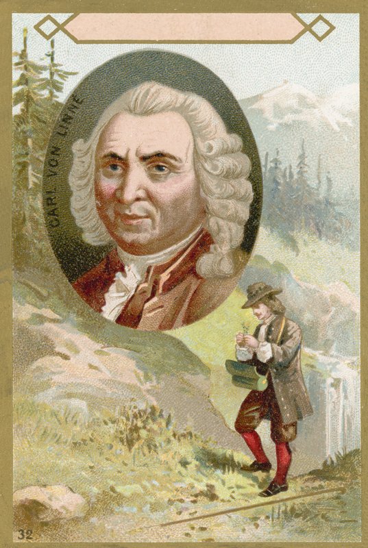 Carl Linnaeus, svensk botaniker och zoolog av French School