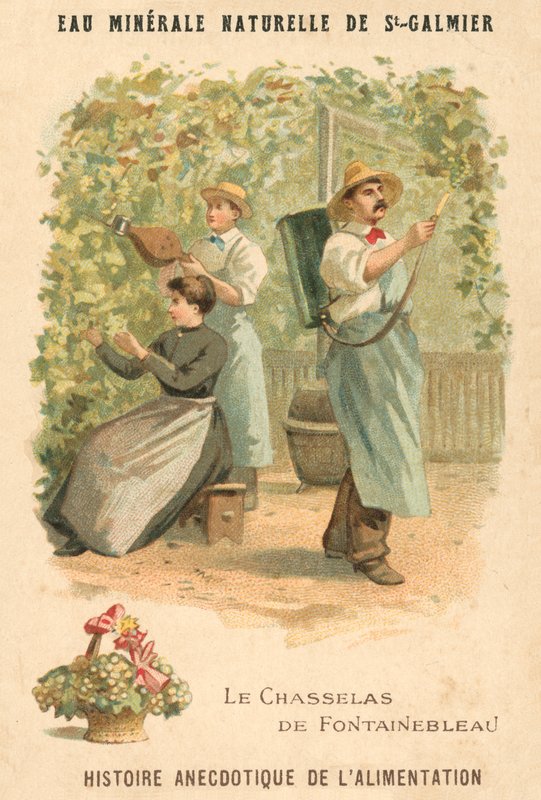 Chasselas de Fontainebleau druvor (chromolitho) av French School