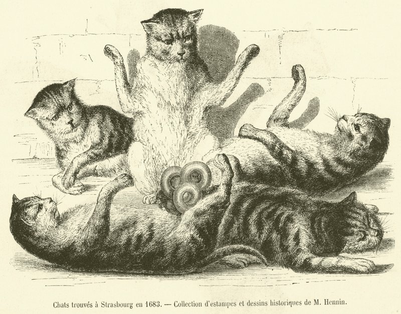 Katter hittades i Strasbourg 1683 (gravyr) av French School