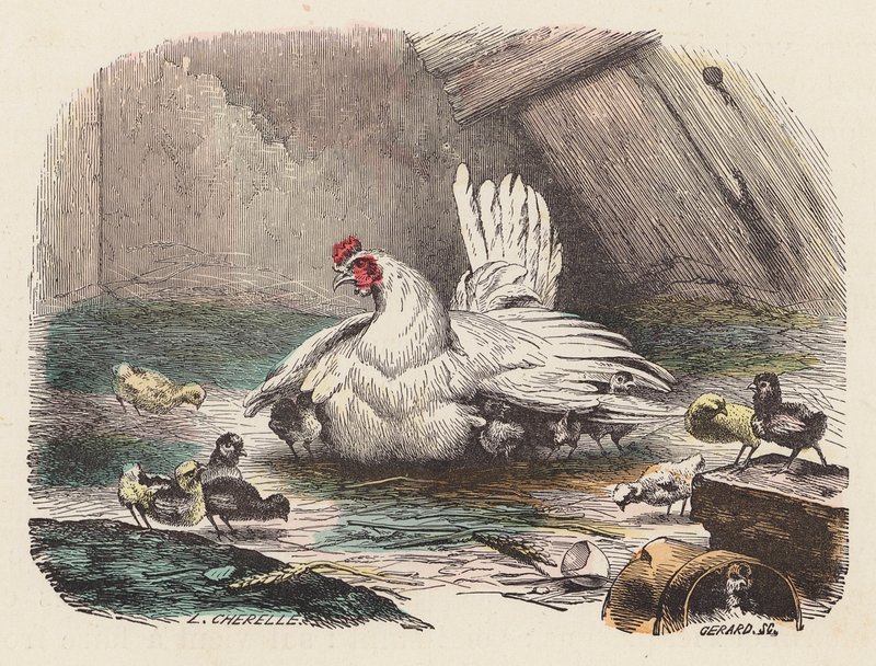 Kycklingar (färgad gravyr) av French School