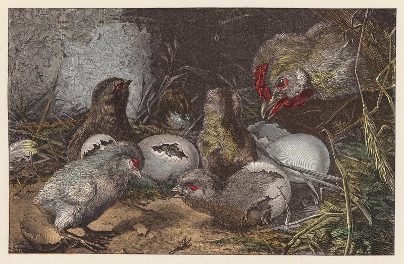 Kycklingar som kläcks (färgad gravyr) av French School