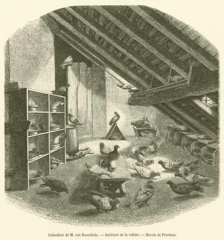 Colombier de M van Roosebeke, Interieur de la voljär (gravyr) av French School