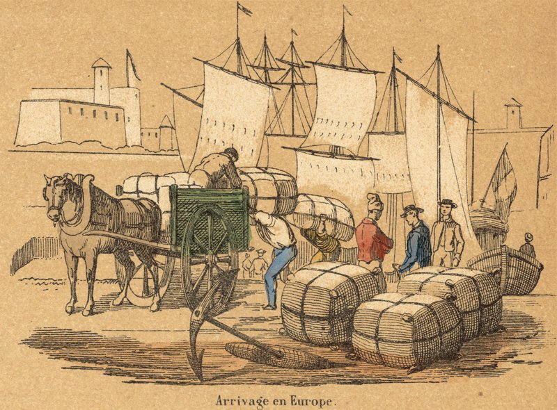 Bomull (färgad gravyr) av French School