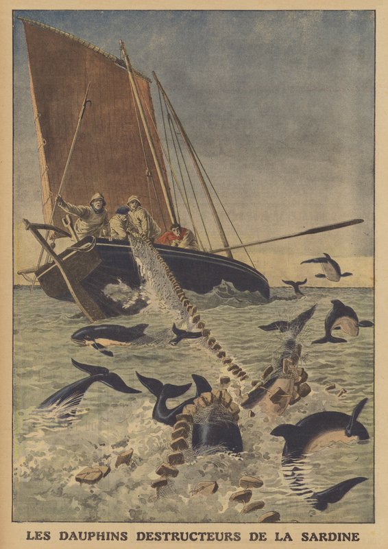 Delfiner som stör fångsten av sardiner (färg litho) av French School