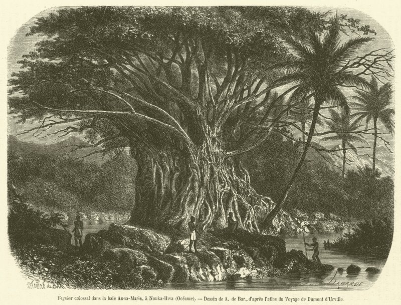 Kolossalt fikonträd i Anna-Maria-bukten, vid Nouka-Hiva, Oceanien (gravyr) av French School