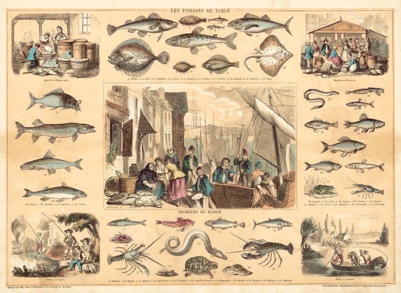Fiskar (färg litho) av French School