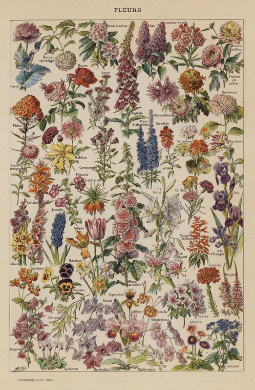 Blommor (färglitografi) av French School