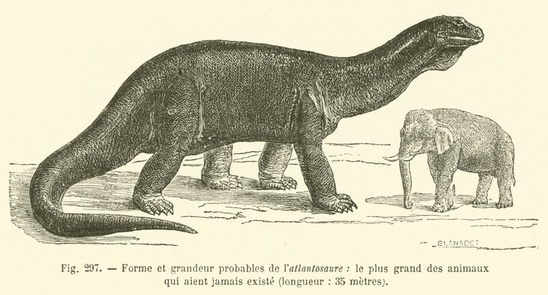 Trolig form och storlek på atlantosaurus, det största djuret som någonsin funnits, längd, 35 meter (gravyr) av French School