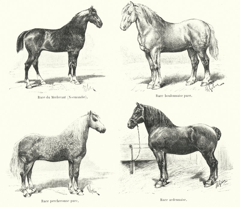 Fyra franska hästraser: Merlerault, Boulonnaise, Percheronne, Ardennaise (gravyr) av French School