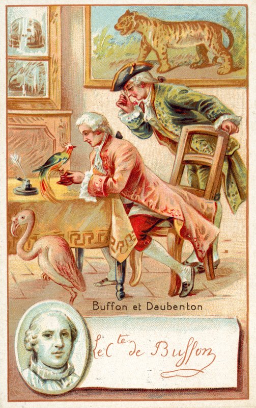 Georges-Louis Leclerc, Comte de Buffon och Louis-Jean-Marie Daubenton, franska naturforskare (chromolitho) av French School