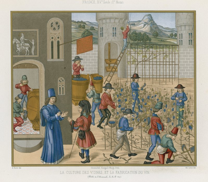 Att odla vinstockar och göra vin av French School