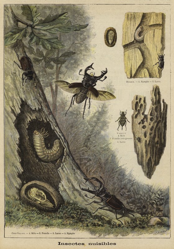 Skadliga insekter av French School