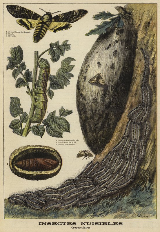 Skadliga insekter: Deaths Head Hawkmoth av French School