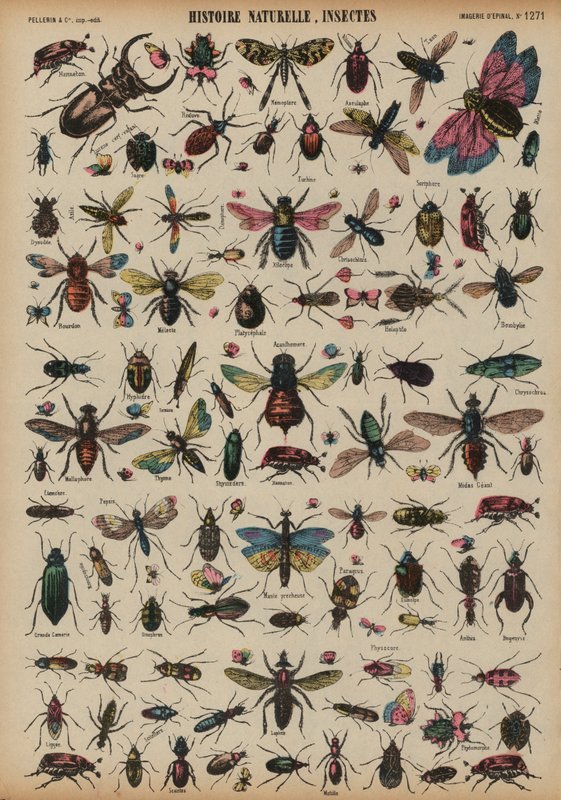 Insekter (färgad gravyr) av French School