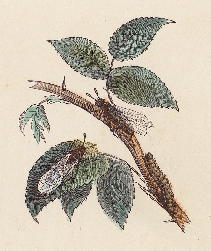 Insekter och larv på en växt (färgad gravyr) av French School