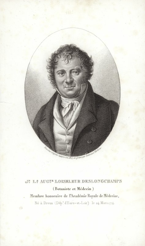 Jean Louis August Loiseleur-Deslongchamps av French School