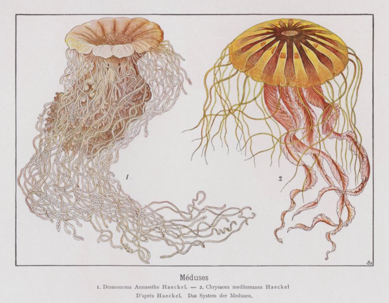 Jellyfish (färglitografi) av French School