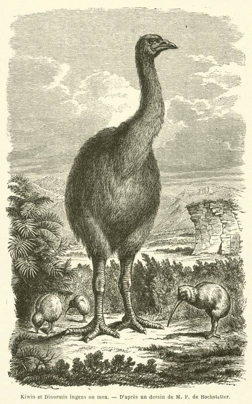 Kiwi och Dinormis enorma ou moa (gravyr) av French School