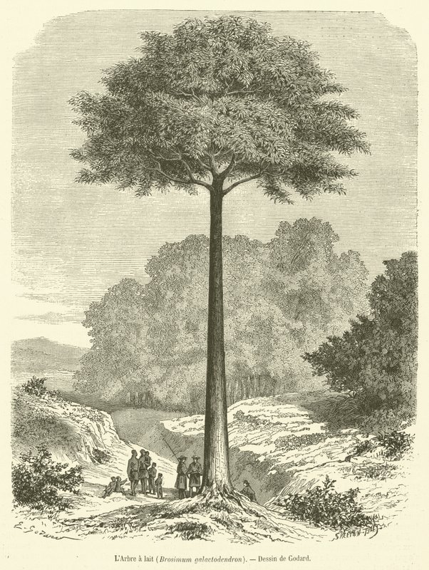 Mjölkträdet, Brosimum galactodendron (gravyr) av French School