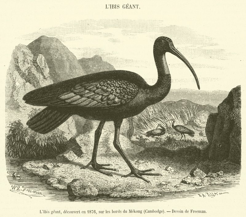 Jätten Ibis, upptäckt 1876, på stranden av Mekong, Kambodja (gravyr) av French School